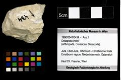 Foto (Objekt + Etiketten) von Decapoda indet. 